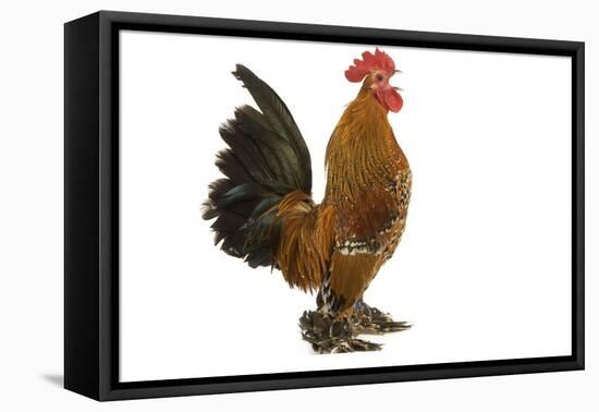 Chicken Millefleur Sablepoot in Studio-null-Framed Stretched Canvas