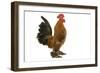 Chicken Millefleur Sablepoot in Studio-null-Framed Photographic Print