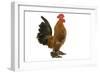 Chicken Millefleur Sablepoot in Studio-null-Framed Photographic Print