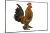 Chicken Millefleur Sablepoot in Studio-null-Mounted Photographic Print