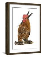 Chicken Millefleur Sablepoot in Studio-null-Framed Photographic Print