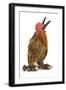 Chicken Millefleur Sablepoot in Studio-null-Framed Photographic Print