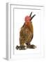 Chicken Millefleur Sablepoot in Studio-null-Framed Photographic Print