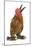 Chicken Millefleur Sablepoot in Studio-null-Mounted Photographic Print