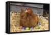 Chicken on Easter Eggs-null-Framed Stretched Canvas