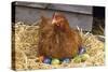 Chicken on Easter Eggs-null-Stretched Canvas