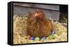 Chicken on Easter Eggs-null-Framed Stretched Canvas