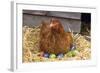 Chicken on Easter Eggs-null-Framed Photographic Print