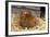 Chicken on Easter Eggs-null-Framed Photographic Print