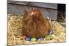 Chicken on Easter Eggs-null-Mounted Photographic Print