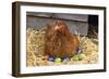 Chicken on Easter Eggs-null-Framed Photographic Print