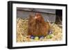 Chicken on Easter Eggs-null-Framed Photographic Print