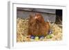 Chicken on Easter Eggs-null-Framed Photographic Print