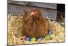 Chicken on Easter Eggs-null-Mounted Photographic Print
