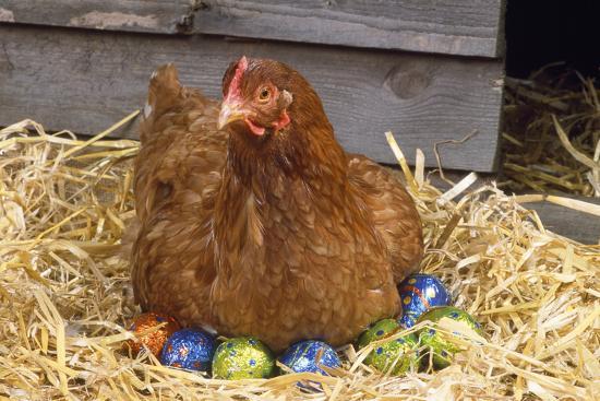 Photographic Print, , large