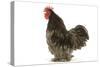 Chicken Pekin Bantam Blue in Studio-null-Stretched Canvas