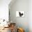 Chicken Pekin Bantam Blue in Studio-null-Photographic Print displayed on a wall