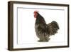 Chicken Pekin Bantam Blue in Studio-null-Framed Photographic Print