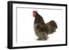 Chicken Pekin Bantam Blue in Studio-null-Framed Photographic Print