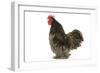 Chicken Pekin Bantam Blue in Studio-null-Framed Photographic Print