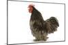 Chicken Pekin Bantam Blue in Studio-null-Mounted Photographic Print