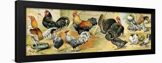 Chicken, Rooster, Turkey and Other Fred Birds.-null-Framed Giclee Print