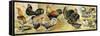 Chicken, Rooster, Turkey and Other Fred Birds.-null-Framed Stretched Canvas