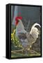 Chicken Rooster-null-Framed Stretched Canvas