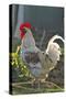 Chicken Rooster-null-Stretched Canvas