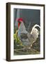 Chicken Rooster-null-Framed Photographic Print