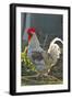 Chicken Rooster-null-Framed Photographic Print