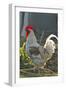 Chicken Rooster-null-Framed Photographic Print