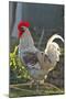 Chicken Rooster-null-Mounted Photographic Print