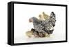 Chicken, Silver Laced Wyandotte with Chicks-null-Framed Stretched Canvas