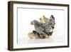 Chicken, Silver Laced Wyandotte with Chicks-null-Framed Photographic Print