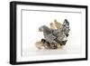 Chicken, Silver Laced Wyandotte with Chicks-null-Framed Photographic Print