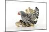 Chicken, Silver Laced Wyandotte with Chicks-null-Mounted Photographic Print