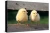 Chicken Two Chicks Balancing on Fence-null-Stretched Canvas
