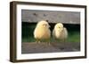 Chicken Two Chicks Balancing on Fence-null-Framed Photographic Print