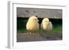 Chicken Two Chicks Balancing on Fence-null-Framed Photographic Print