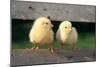 Chicken Two Chicks Balancing on Fence-null-Mounted Photographic Print