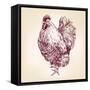 Chicken Vintage Hand Drawn Vector Illustration-VladisChern-Framed Stretched Canvas