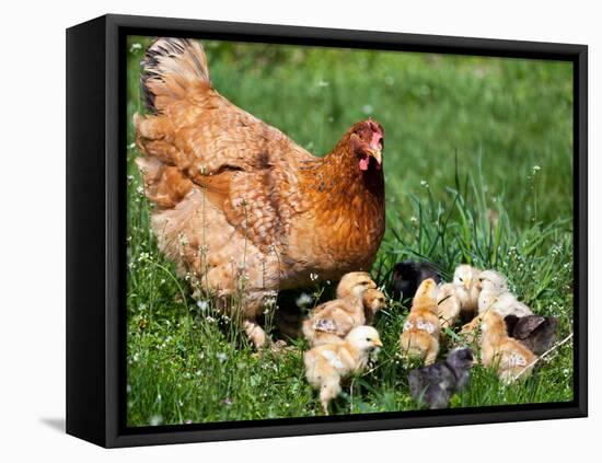 Chicken with Babies-Xilius-Framed Stretched Canvas