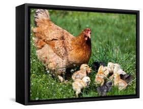 Chicken with Babies-Xilius-Framed Stretched Canvas
