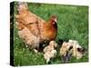 Chicken with Babies-Xilius-Stretched Canvas