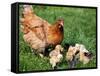 Chicken with Babies-Xilius-Framed Stretched Canvas