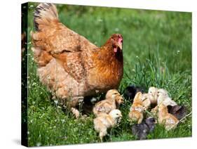 Chicken with Babies-Xilius-Stretched Canvas