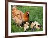 Chicken with Babies-Xilius-Framed Photographic Print