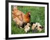 Chicken with Babies-Xilius-Framed Photographic Print