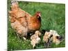 Chicken with Babies-Xilius-Mounted Photographic Print